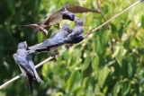 Schwalben füttern Jungtiere an einem stürmischen Tag